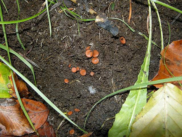 La grande siccita''....ma qui i funghi spuntano lo stesso !
